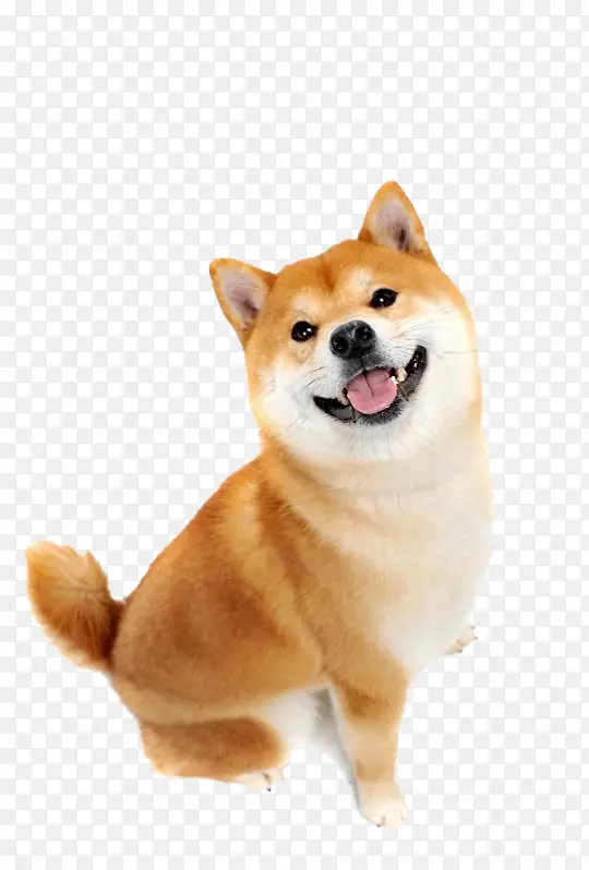 柴犬哈哈哈有点呆