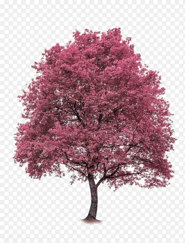 粉红色的山楂树