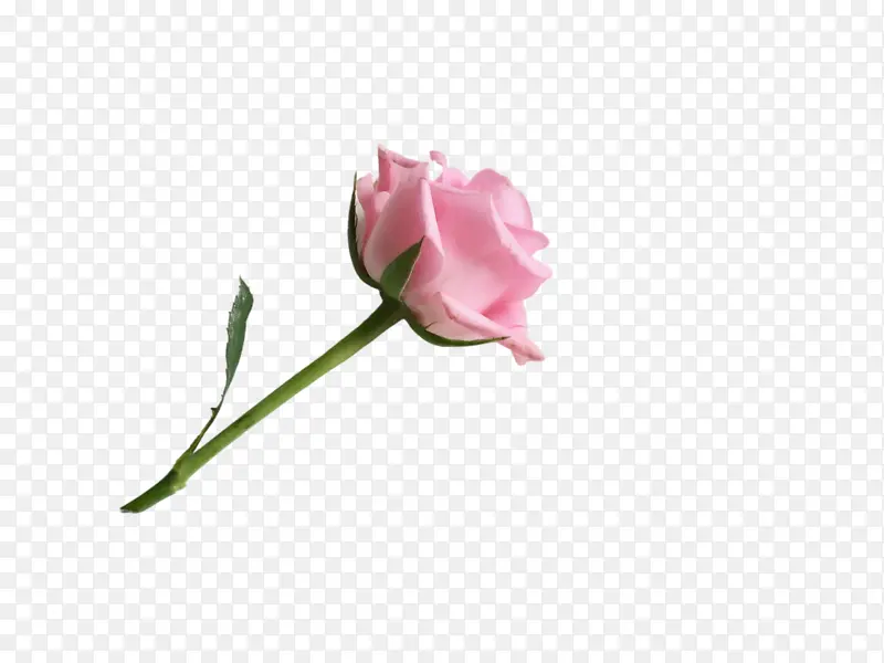 一只粉色的玫瑰花