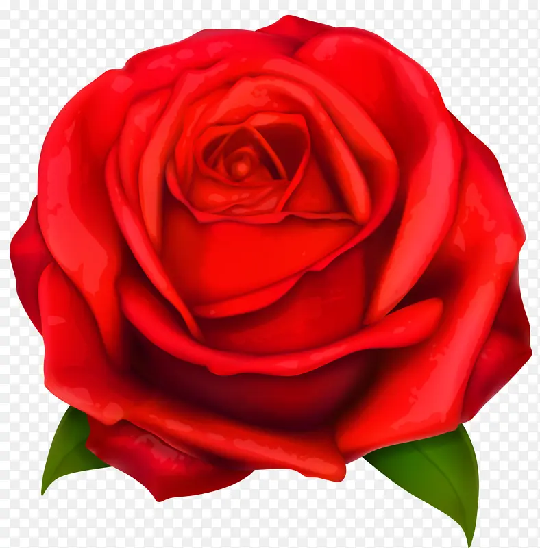 红玫瑰花朵装饰矢量