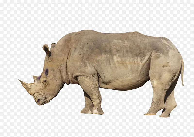 非洲动物犀牛