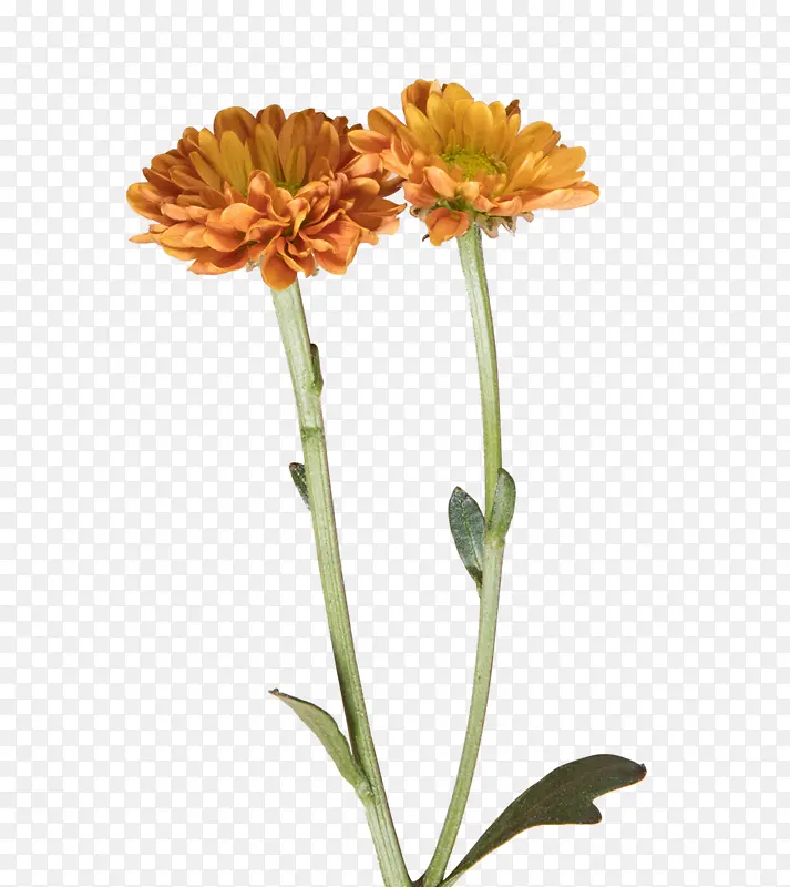 橙黄色小雏菊
