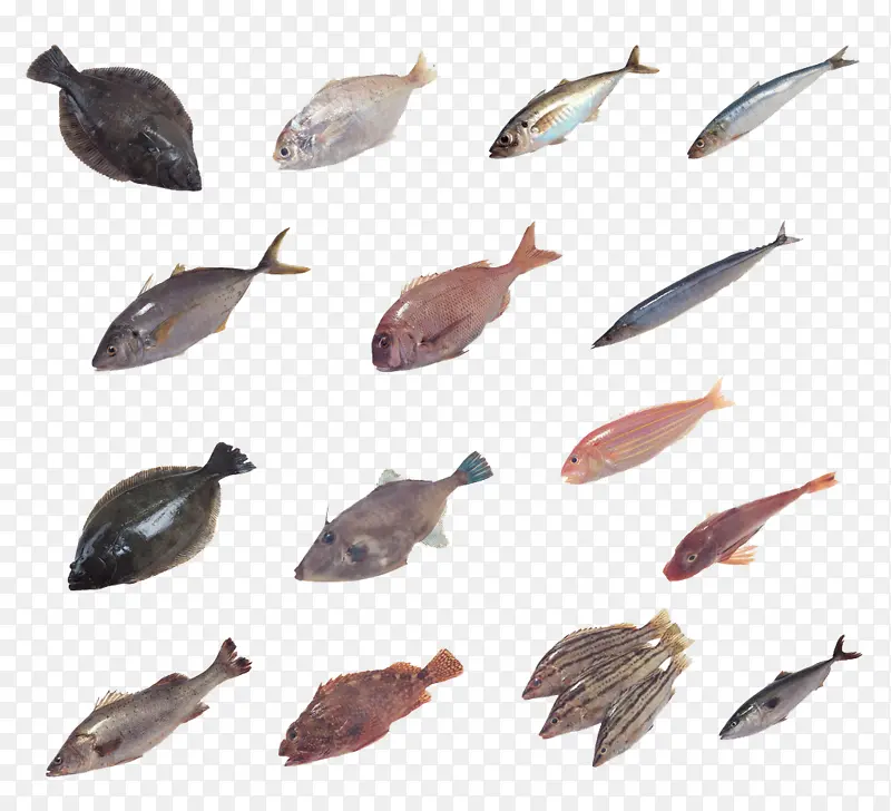 不同种类的鱼儿