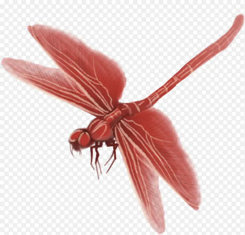 红色蜻蜓水墨风