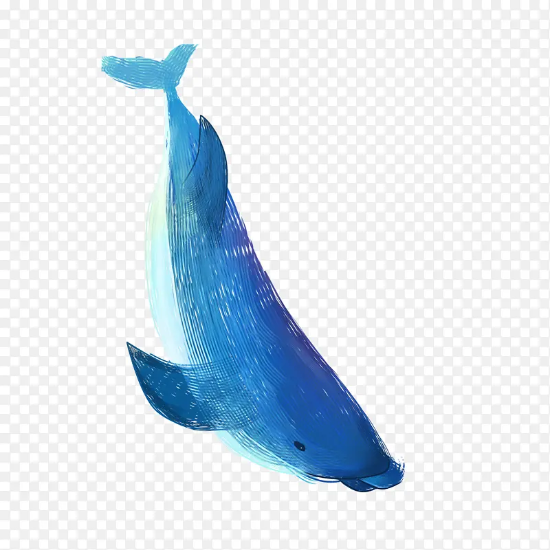 彩绘漂亮鲸鱼