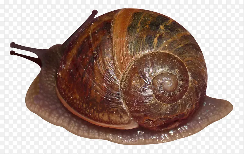 软体动物蜗牛