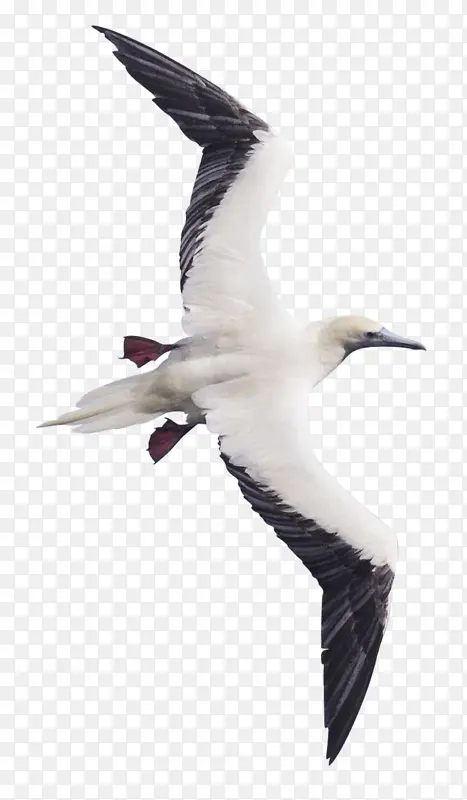 白色仙鹤动物鸟