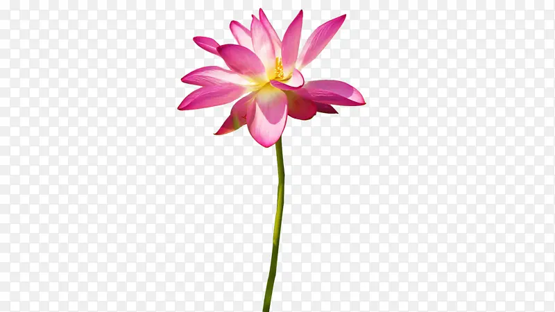荷花池素材