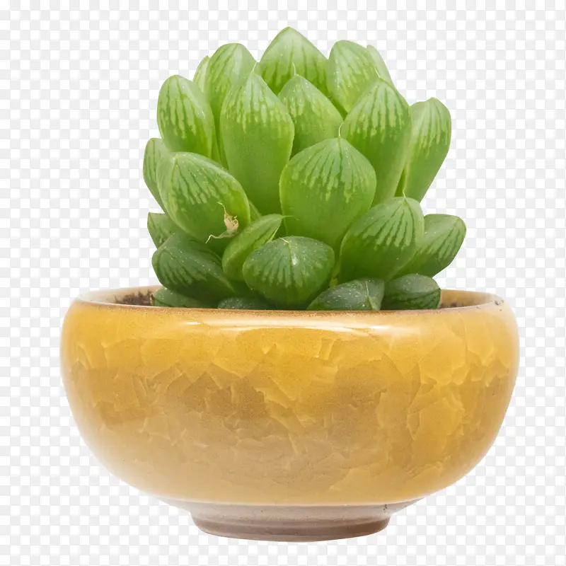 黄色盆多肉植物玉露盆栽素材