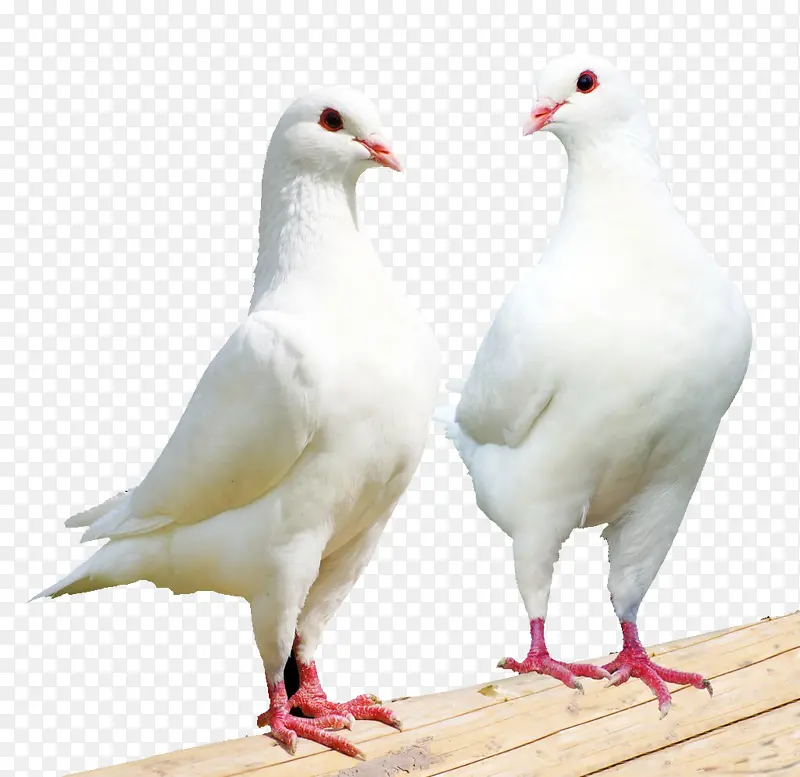 两只站立的白鸽