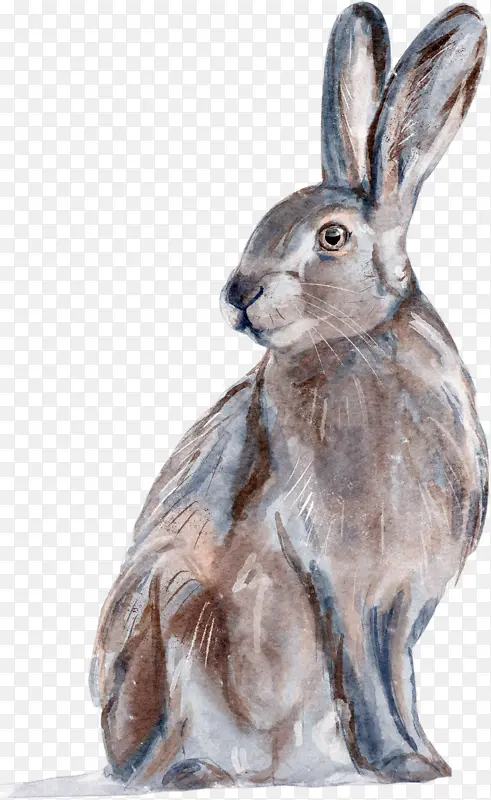 动物，兔子，水彩，手绘，小清新