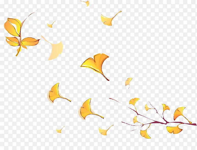 秋天的象征银杏叶