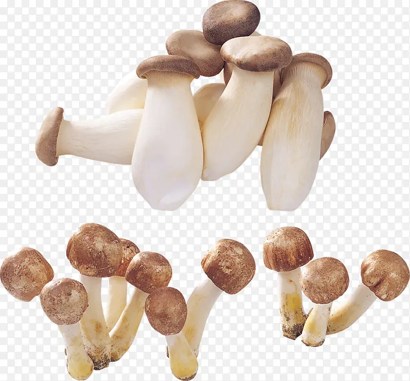 蘑菇，长蘑菇，野生，野外
