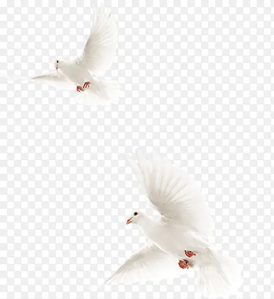 飞翔的白色的鸽子