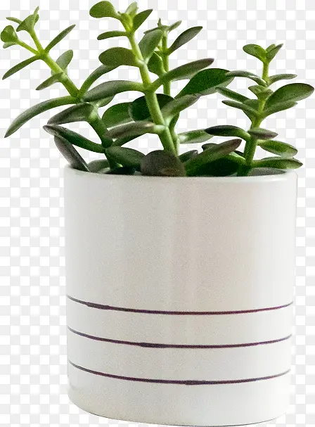 家居装饰绿色植物盆栽
