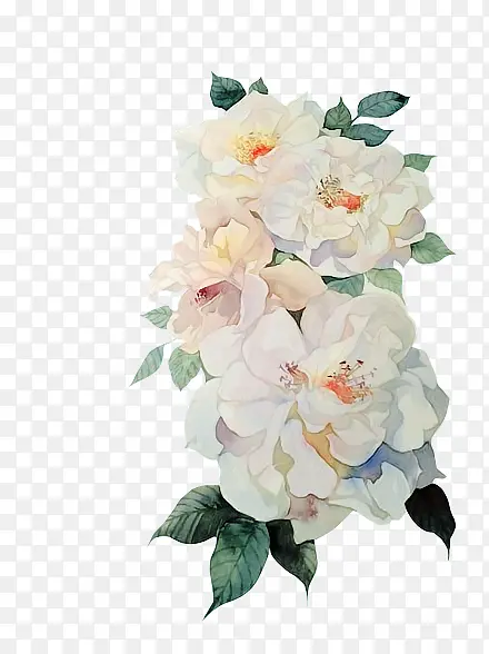 白蔷薇  花  植物