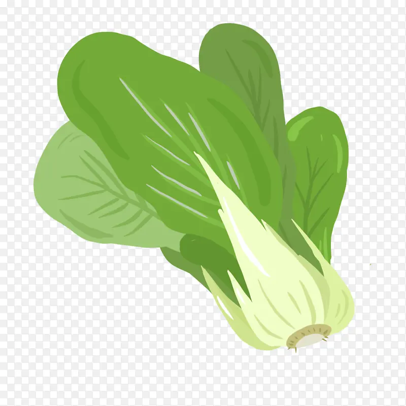 绿色植物白菜插画捍