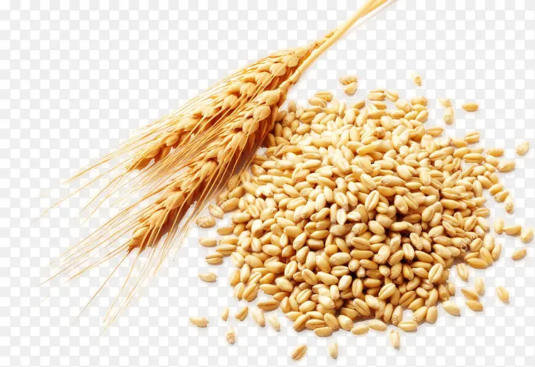 秋收的小麦4