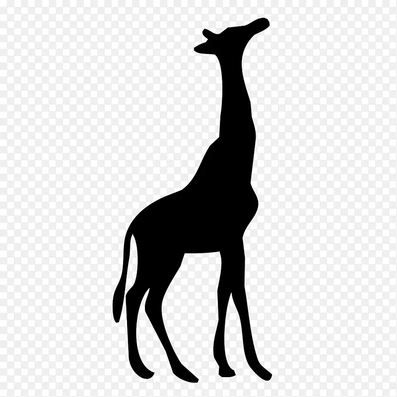 野生动物长颈鹿