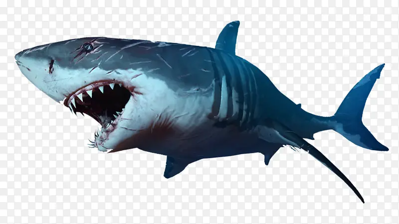 鲨鱼凶恶海洋生物