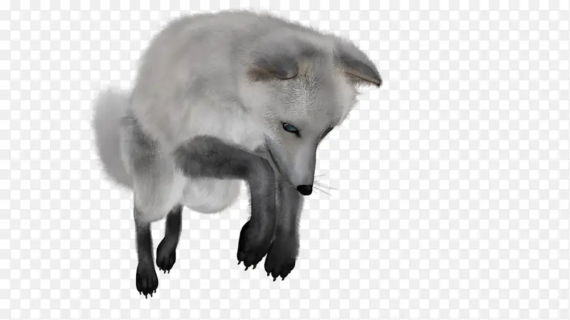 狐狸 雪狐 银狐 白色的狐