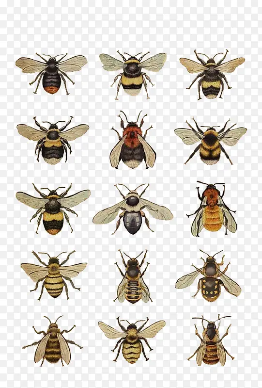 不同种类的蜜蜂合集
