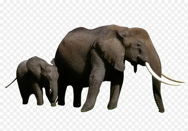 大象动物生物