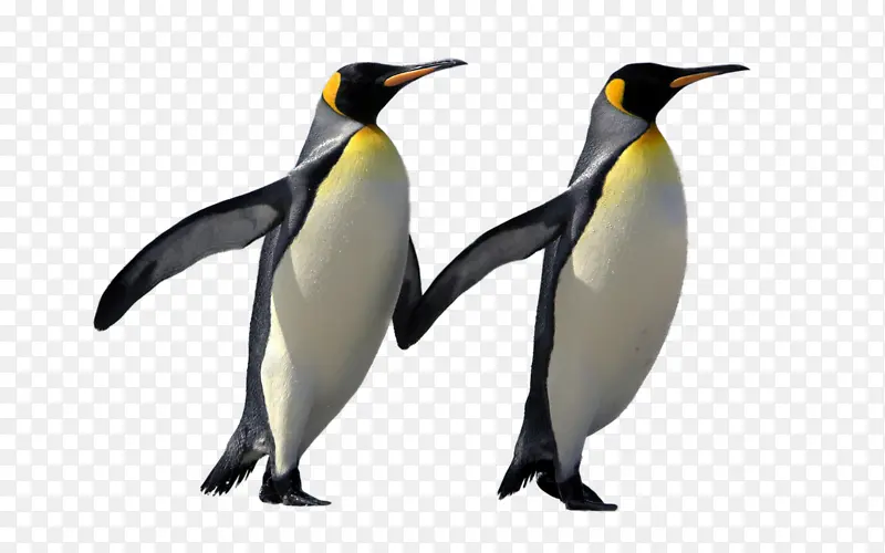 手拉手的两只企鹅