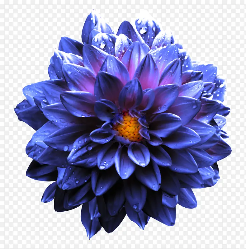 重瓣紫色菊花