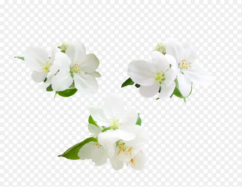 白色鲜花矢量图