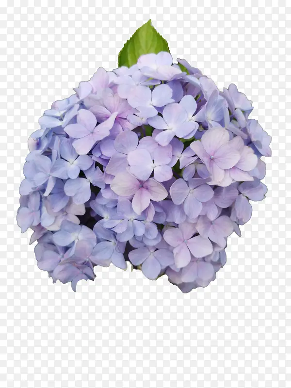 紫色花球免扣素材