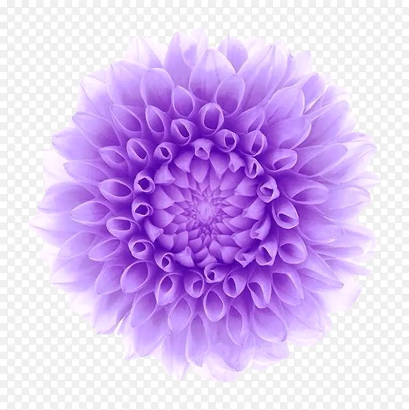 唯美紫色清新花圈