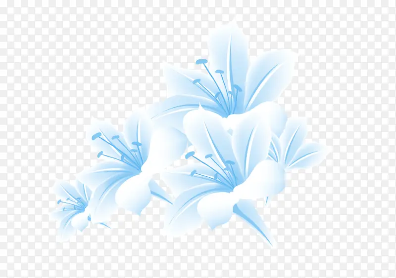 植物蓝色百合花