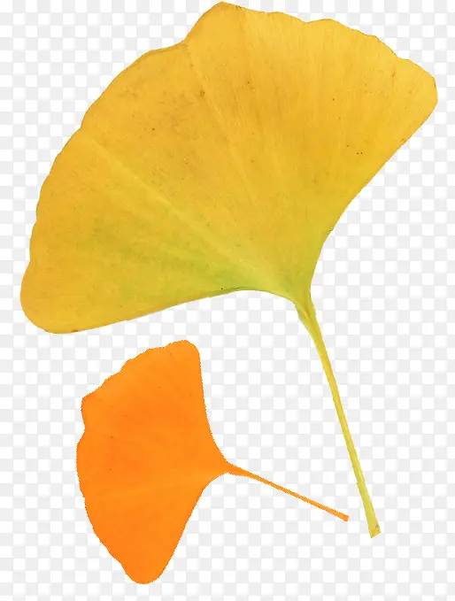 秋天黄色的银杏叶