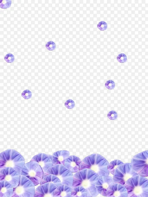 紫色喇叭花花朵