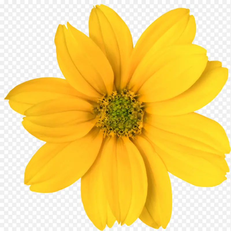 单朵大黄色菊花