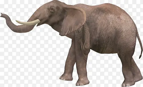 elephant大象