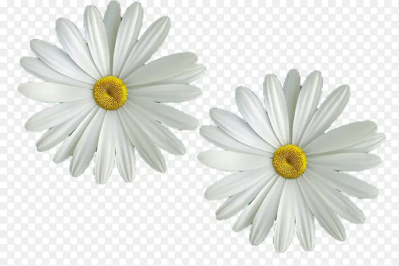 白色，雏菊，PNG，免扣，植物，元素