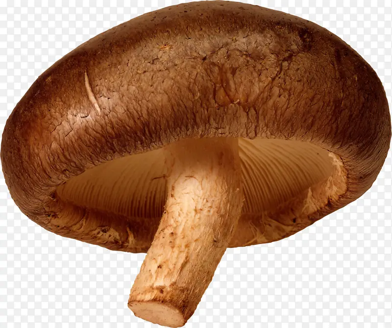 蘑菇香菇蘑菇