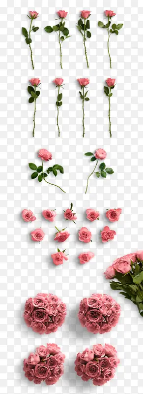 粉色玫瑰花单支各种形态的花