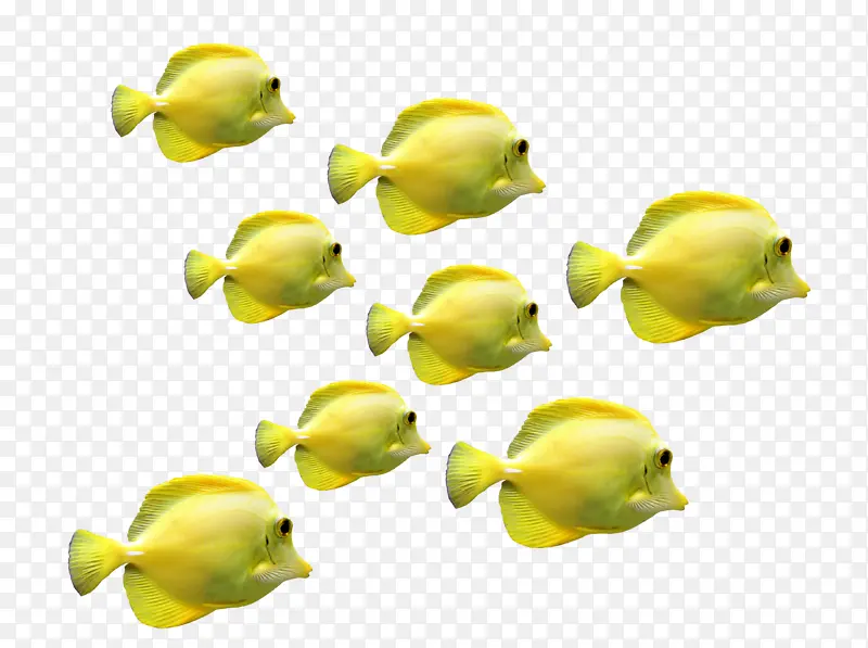 鱼  动物  热带鱼 鱼群 黄鱼