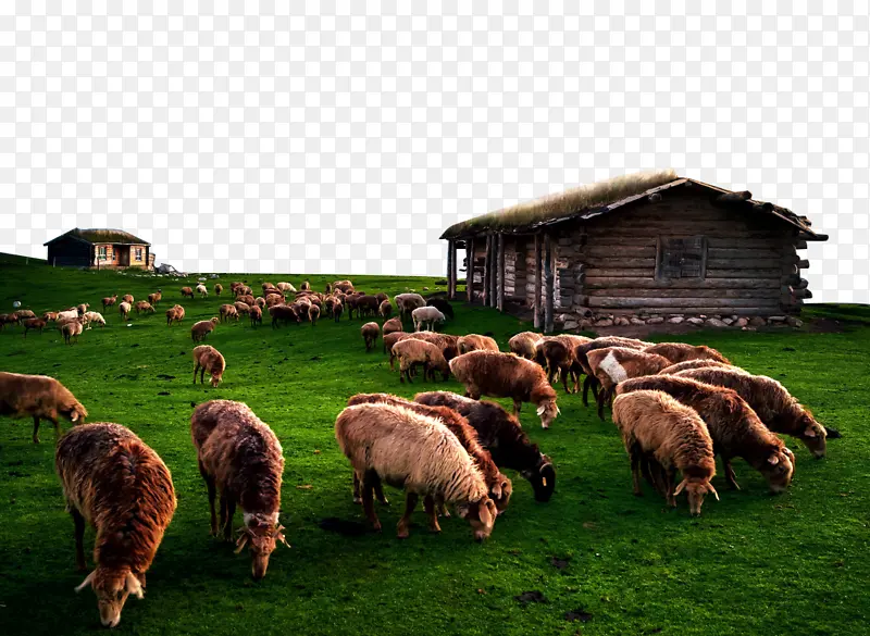 草原羊群木屋