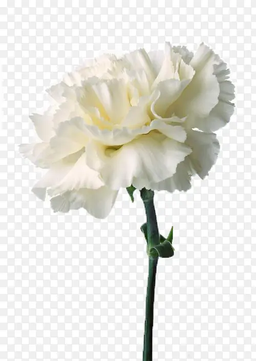 一朵白色的康乃馨