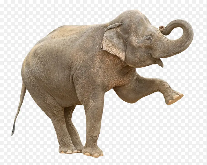 一头大象透明图