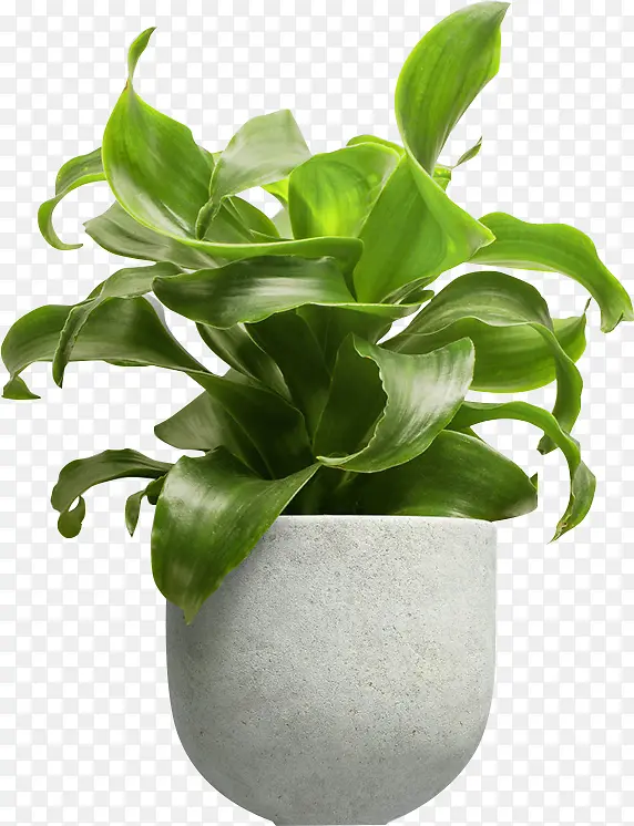 盆栽，植物，绿色，PNG