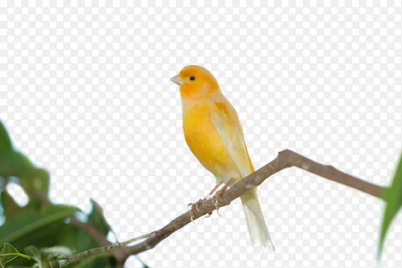枝丫上的黄鸟雀