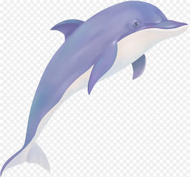 写实卡通哺乳类动物海豚