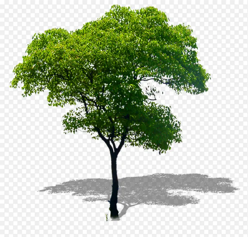树木抠图素材