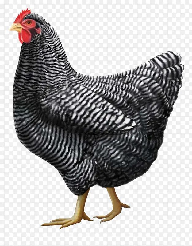 鸡黑白斑纹鸡珍珠鸡食用肉鸡