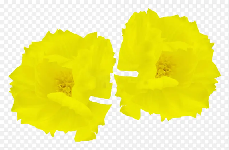 两朵嫩黄色花
